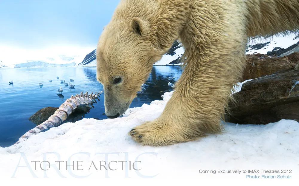 polar_bears_florian_schulz_to_the_arctic_3d_imax